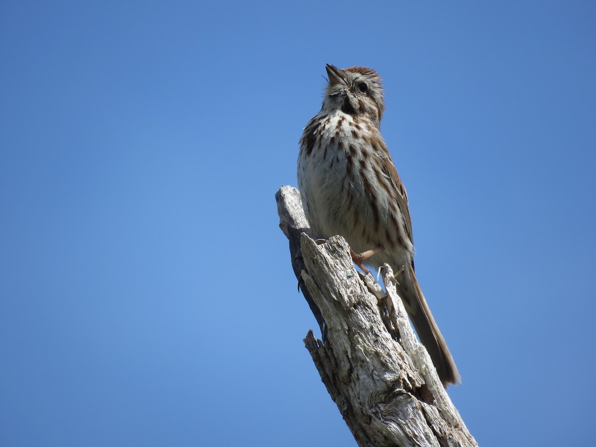 Song Sparrow - ML618080546