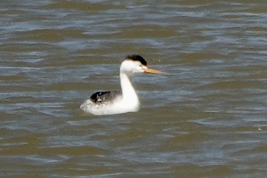 Clark's Grebe - ML618080562