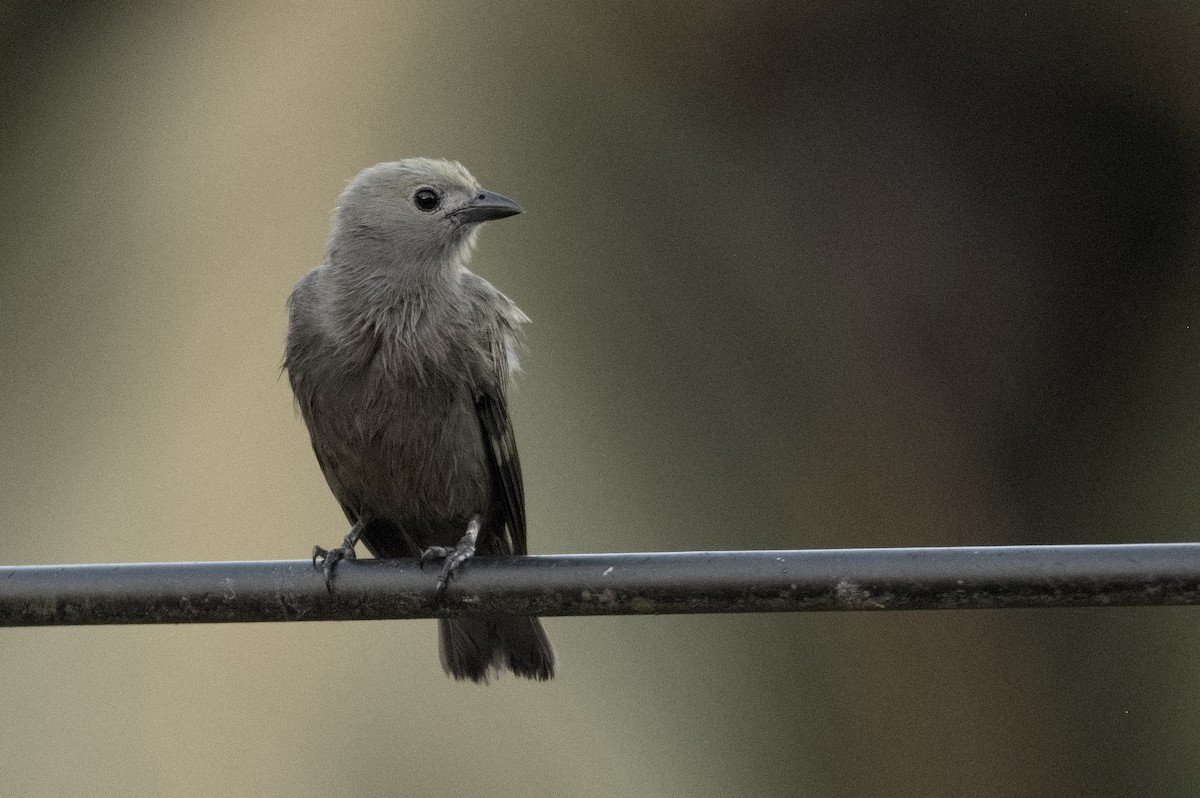 Palm Tanager - Kevin Thompson