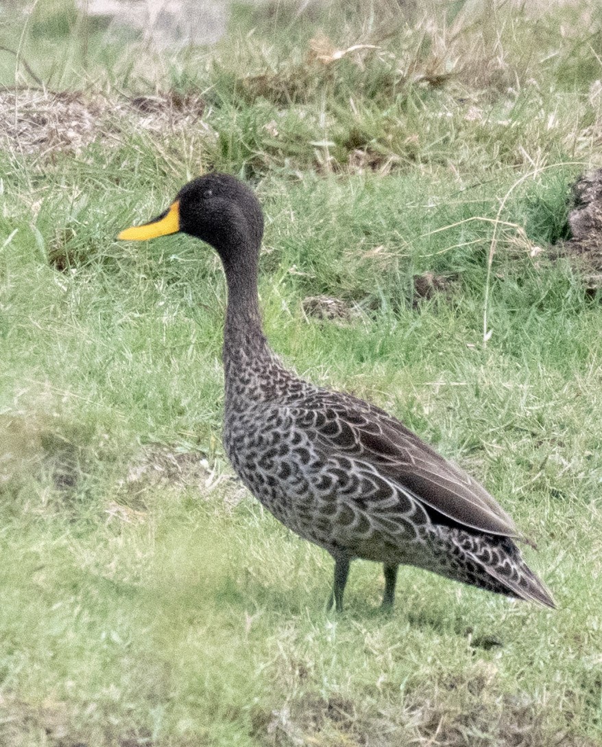 Yellow-billed Duck - ML618080571