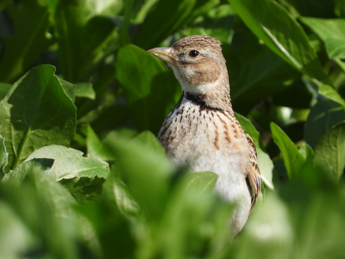 Calandra Lark - Javier Fregenal Díaz