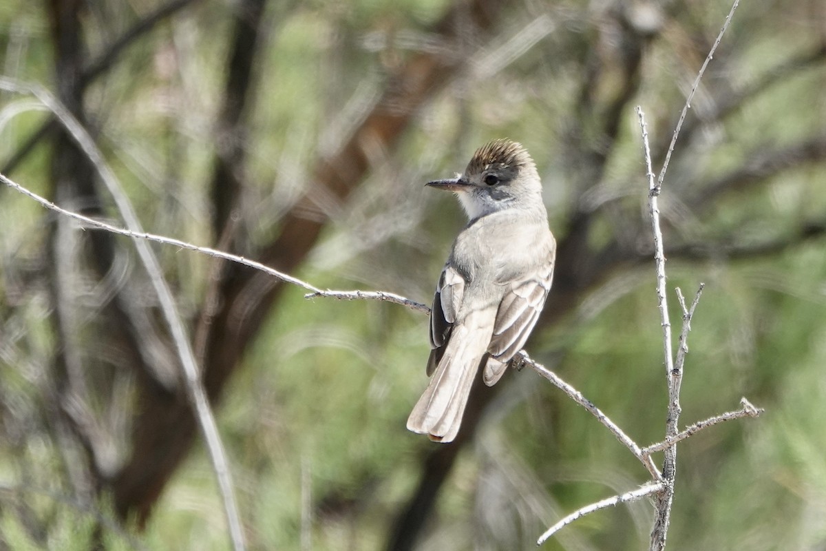 Ash-throated Flycatcher - ML618080642
