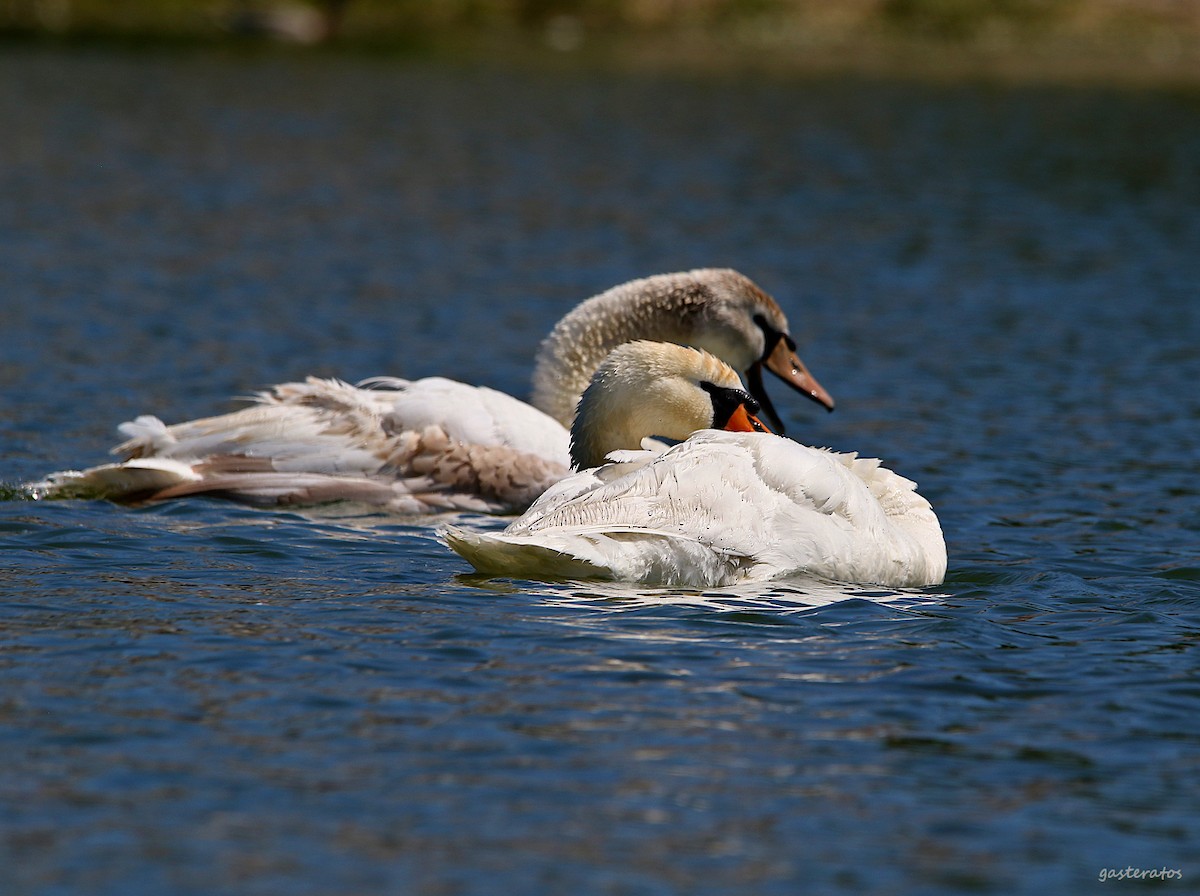 Cygne tuberculé - ML618080643