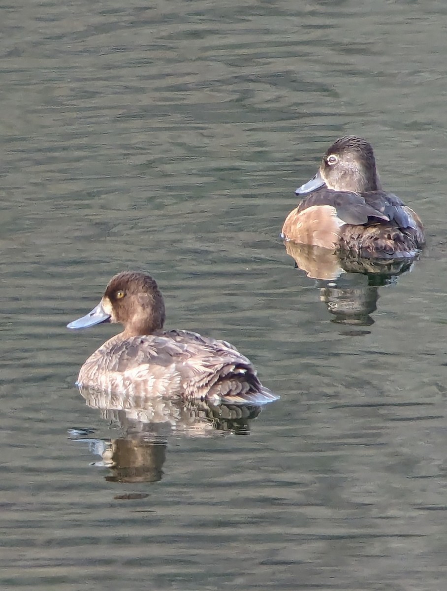 Lesser Scaup - ML618080648