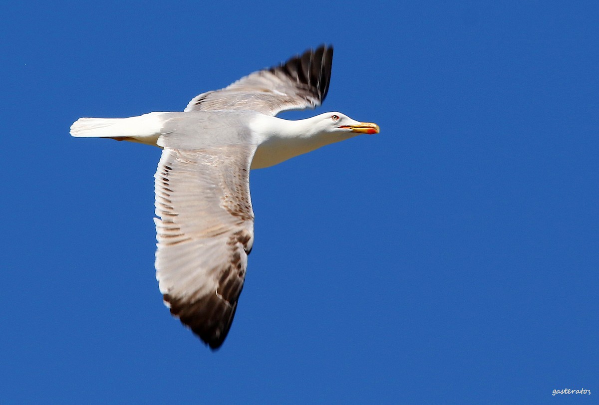 Yellow-legged Gull - ML618080652