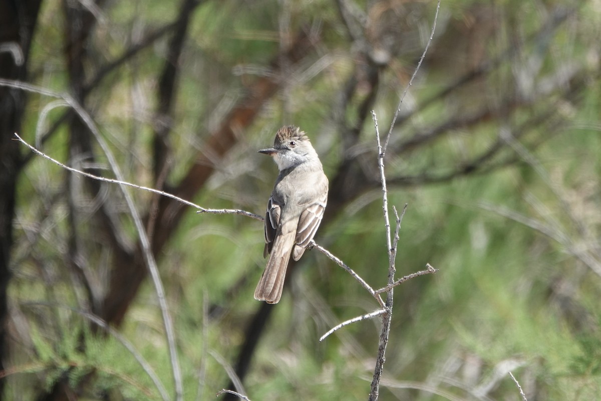 Ash-throated Flycatcher - ML618080664