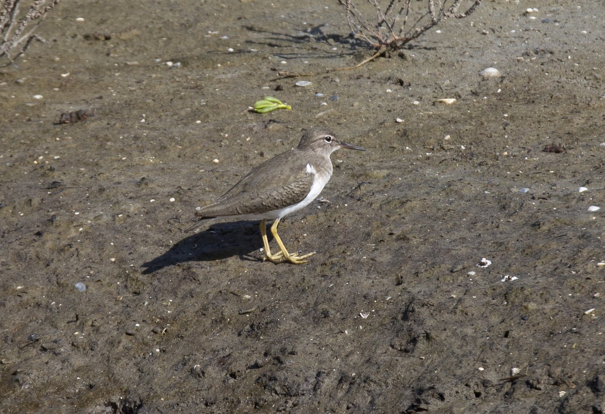 Spotted Sandpiper - Anonymous