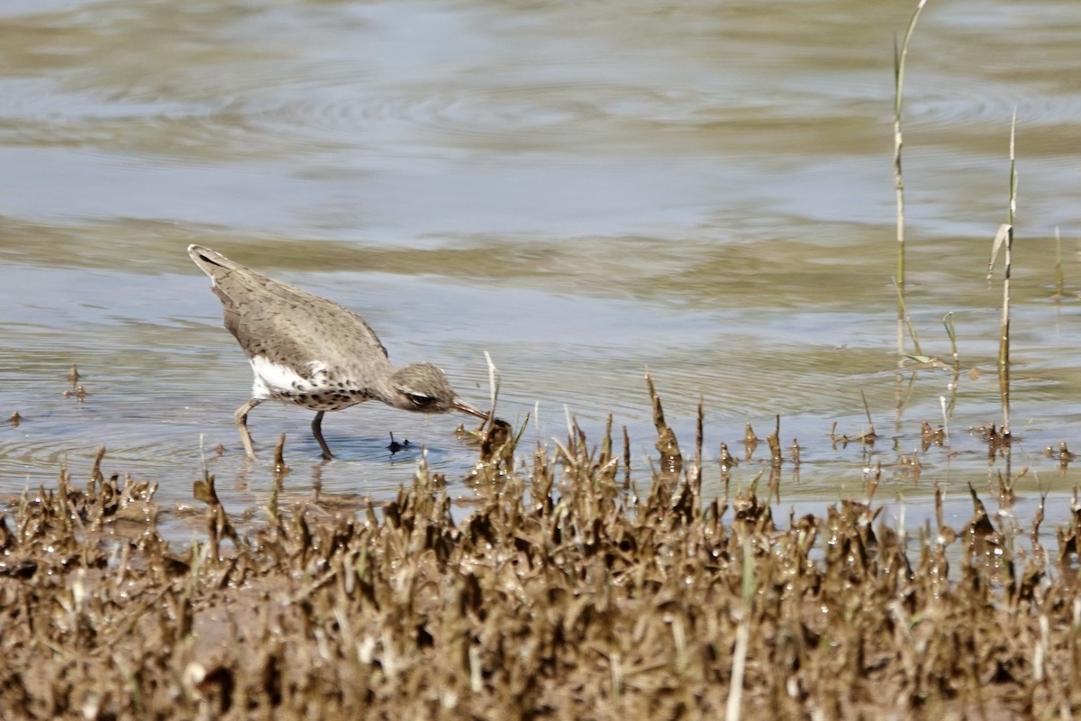Spotted Sandpiper - ML618080670
