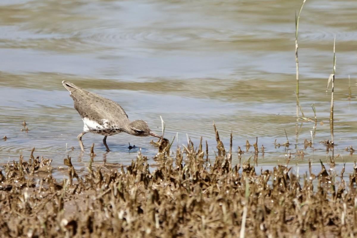 Spotted Sandpiper - Sara Griffith