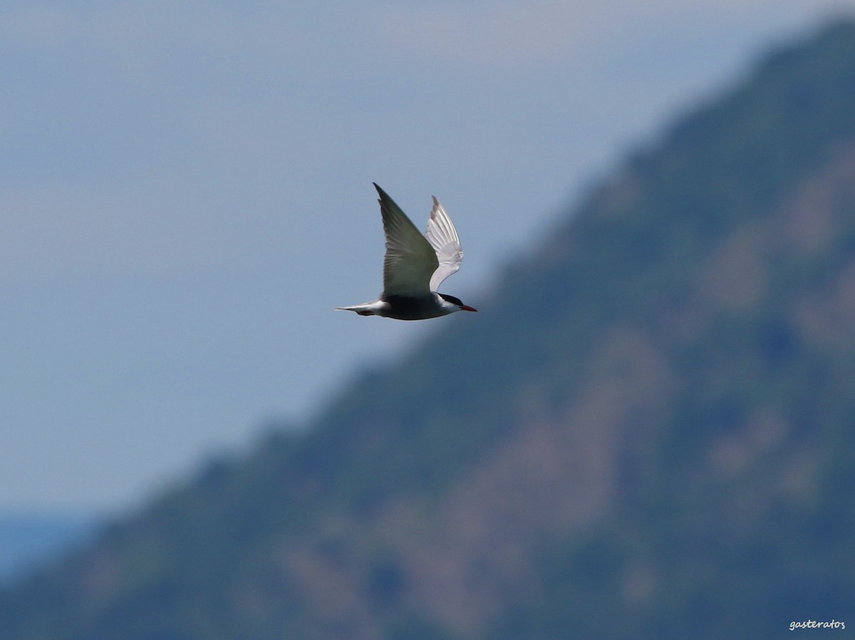 Whiskered Tern - ML618080671