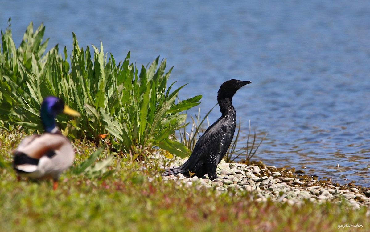 Pygmy Cormorant - ML618080682