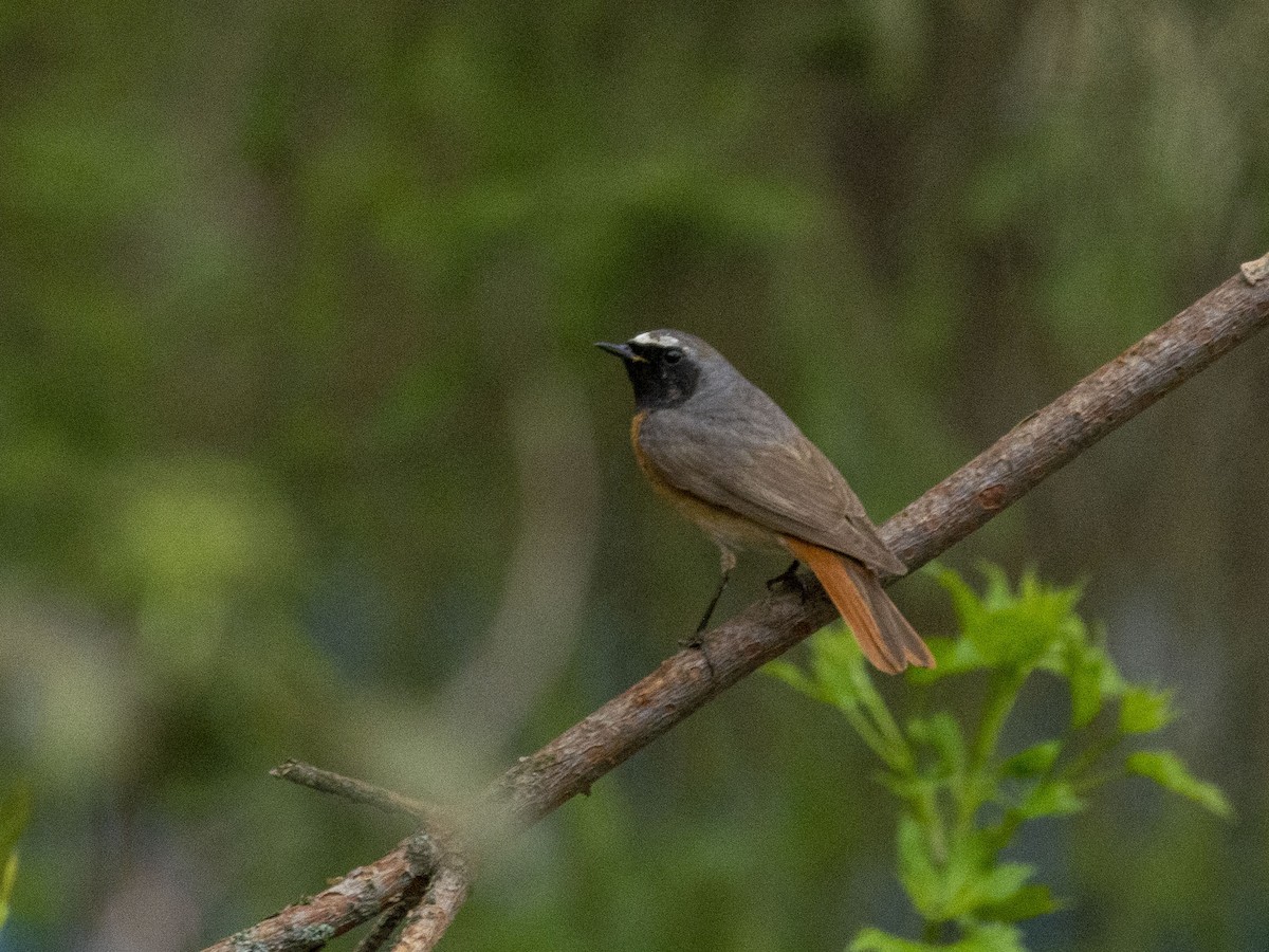 Common Redstart (Common) - ML618080685