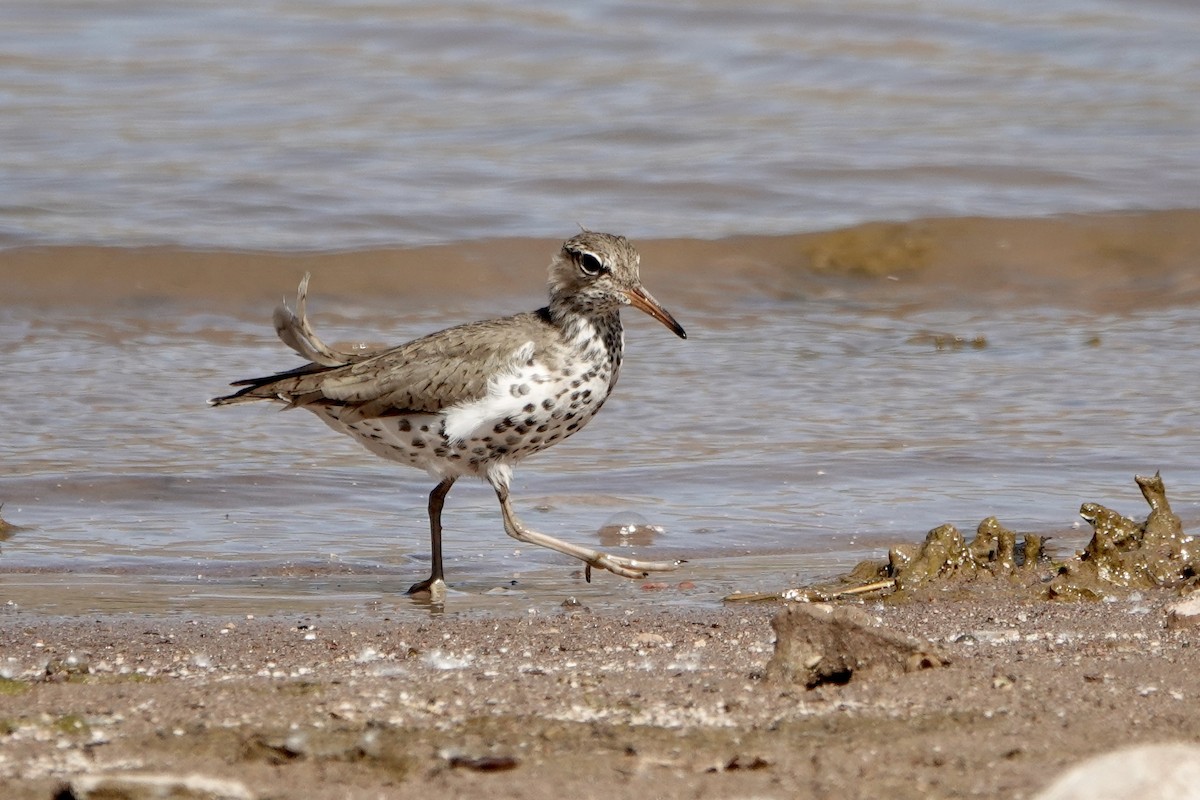 Spotted Sandpiper - ML618080688