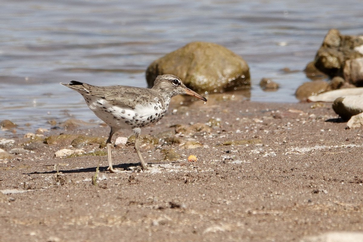 Spotted Sandpiper - ML618080695