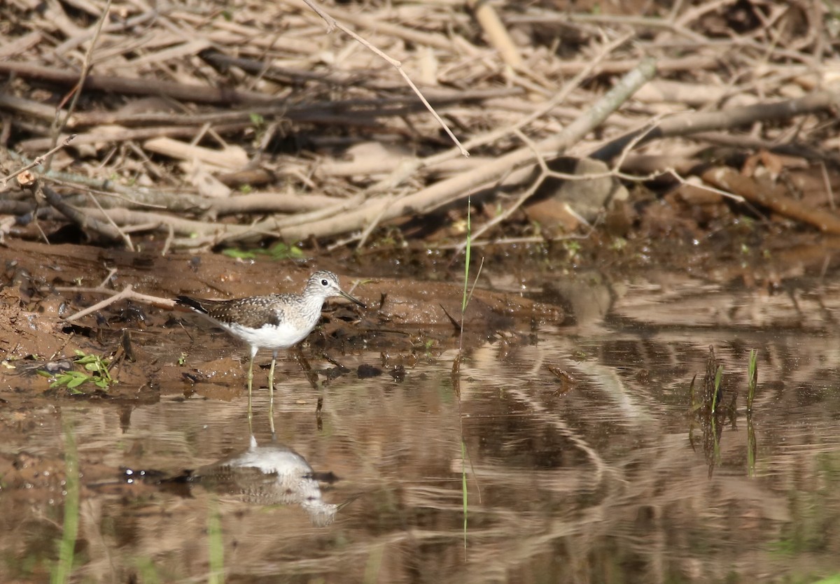 Solitary Sandpiper - ML618080697