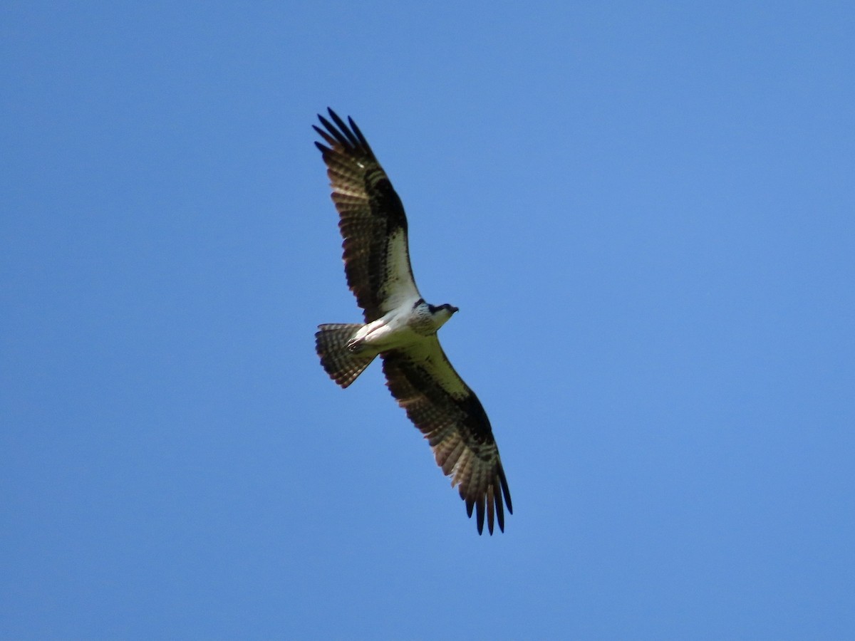 Balbuzard pêcheur - ML618080704