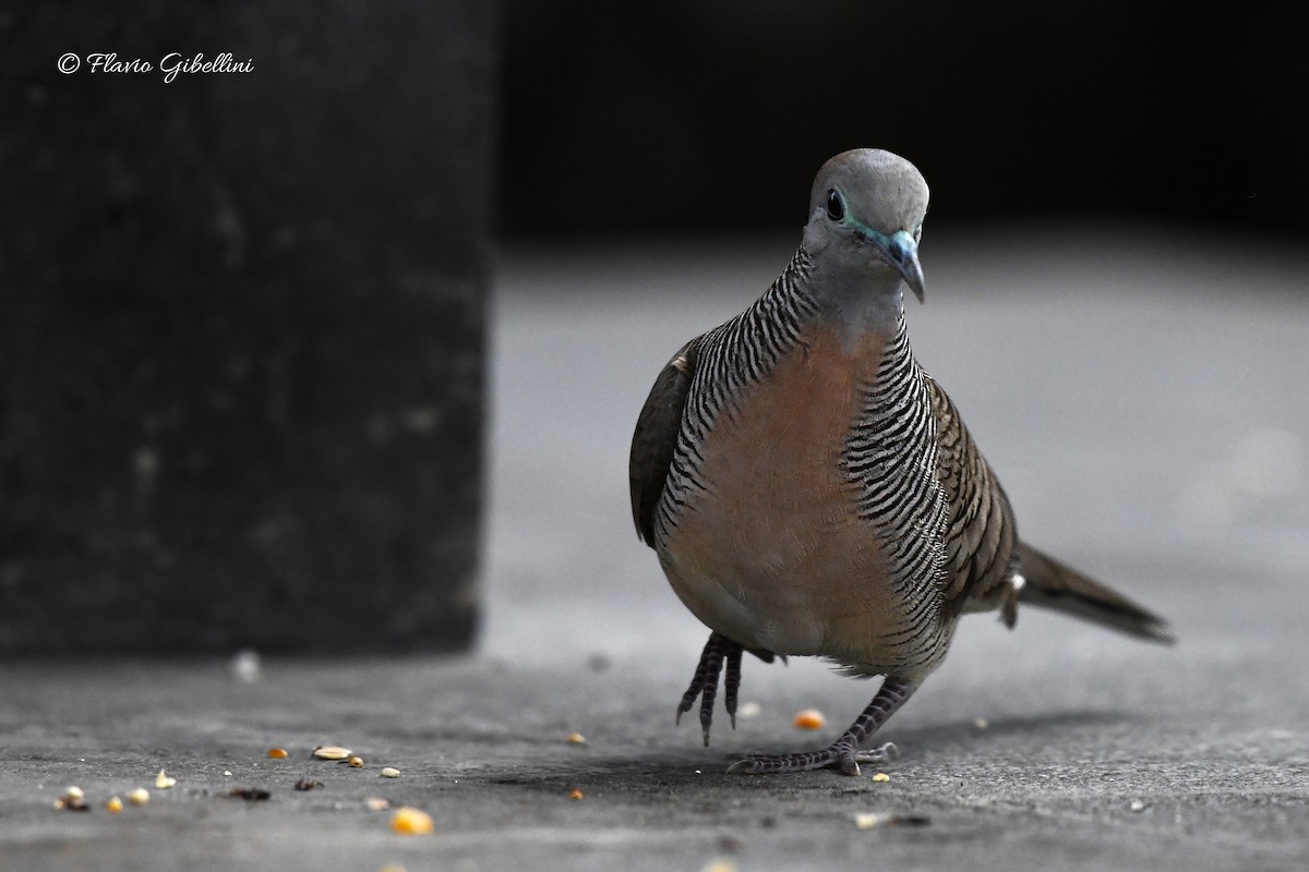 Zebra Dove - ML618080714