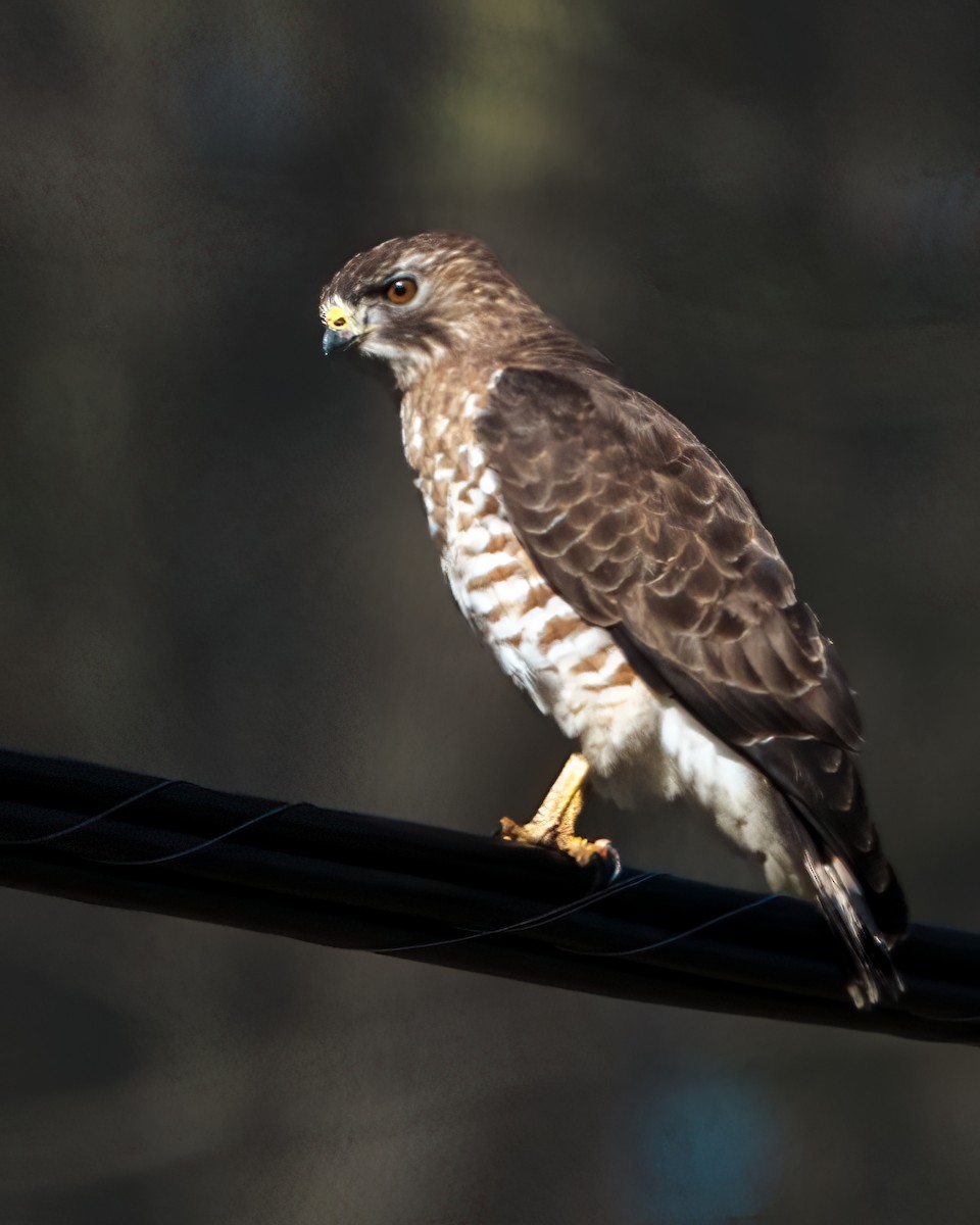 Broad-winged Hawk - Tom Momeyer