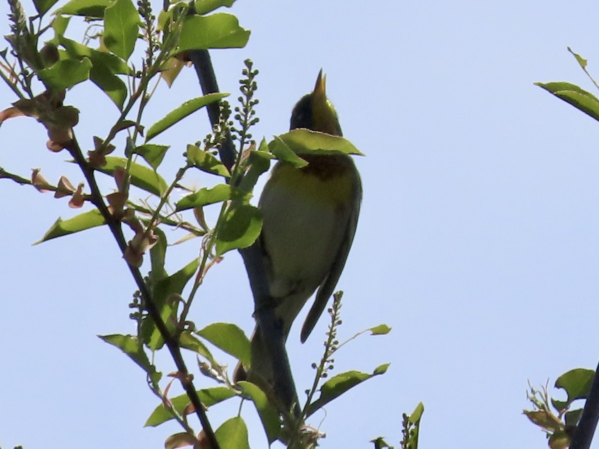 Northern Parula - Beth Daugherty