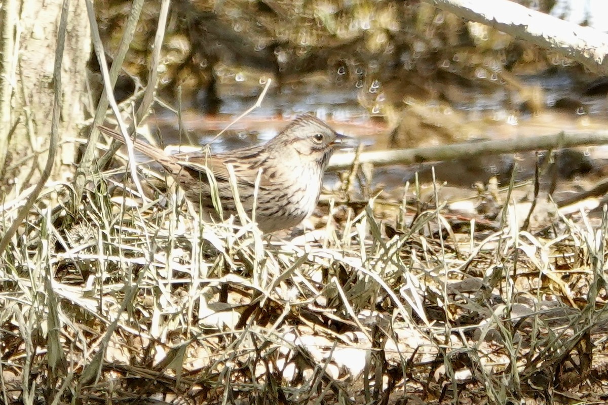 Lincoln's Sparrow - ML618080725