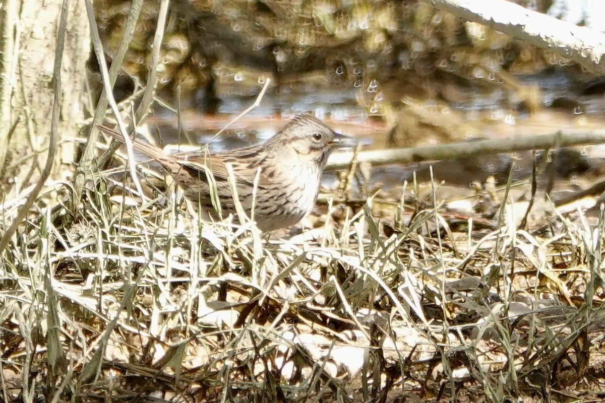 Lincoln's Sparrow - Sara Griffith