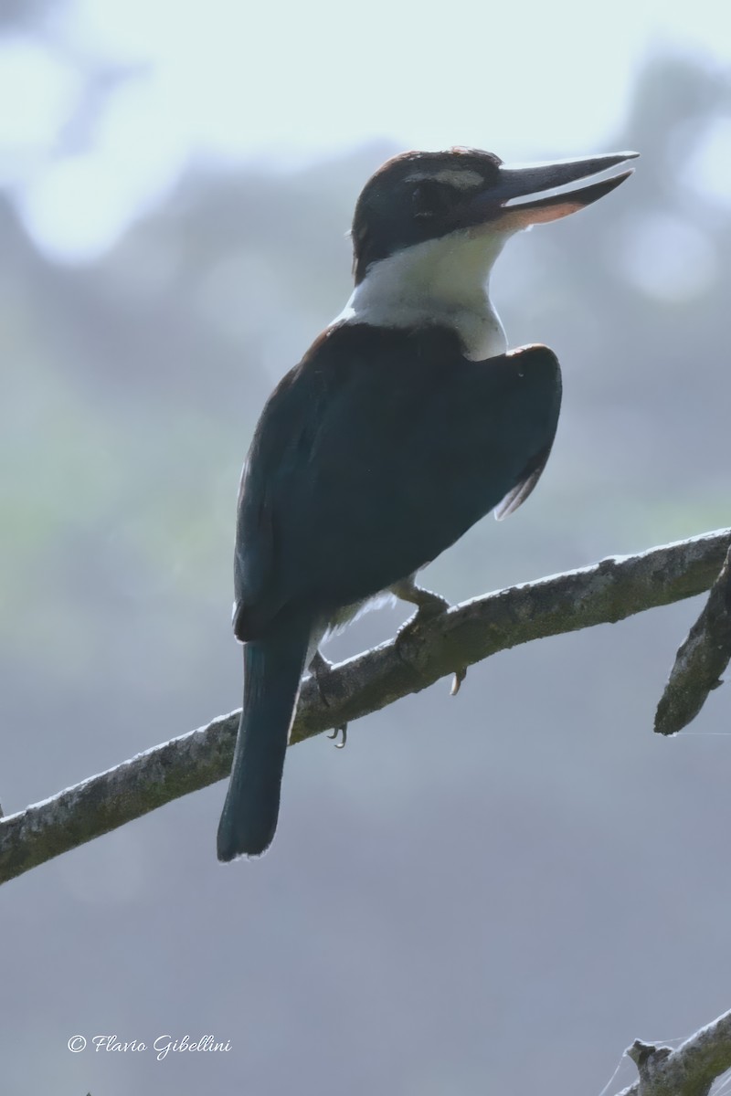 Collared Kingfisher - ML618080726