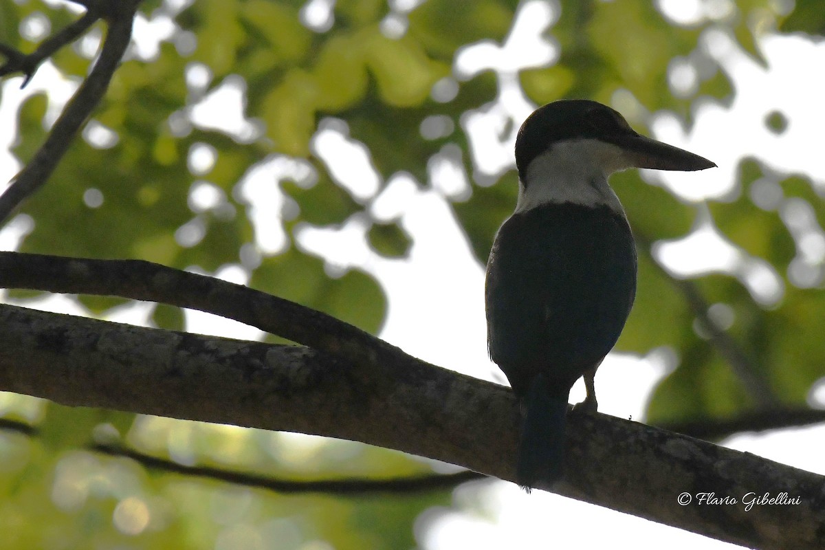 Collared Kingfisher - ML618080727