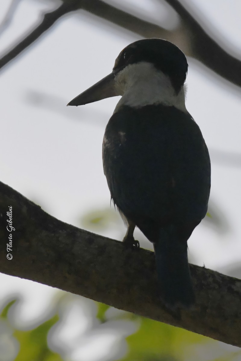 Collared Kingfisher - ML618080728