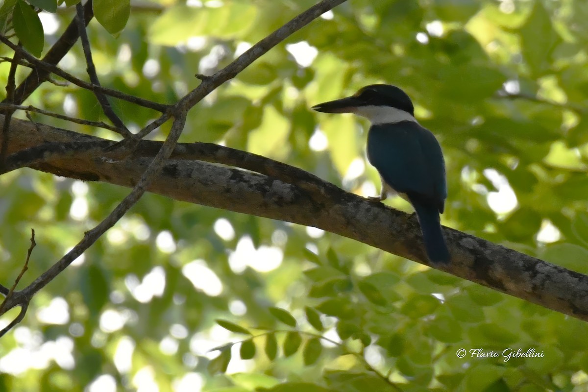 Collared Kingfisher - ML618080729