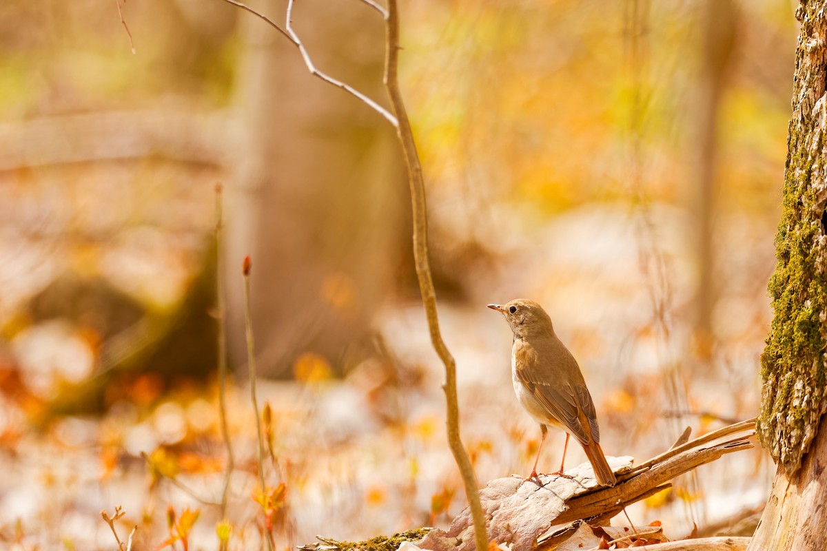 Hermit Thrush - Darry W.