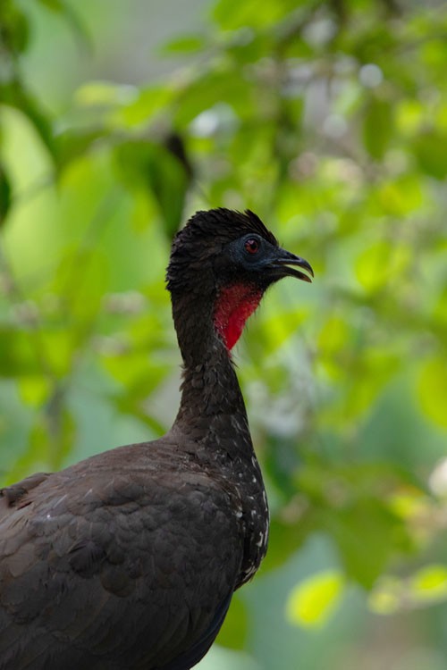 Crested Guan - ML618080735