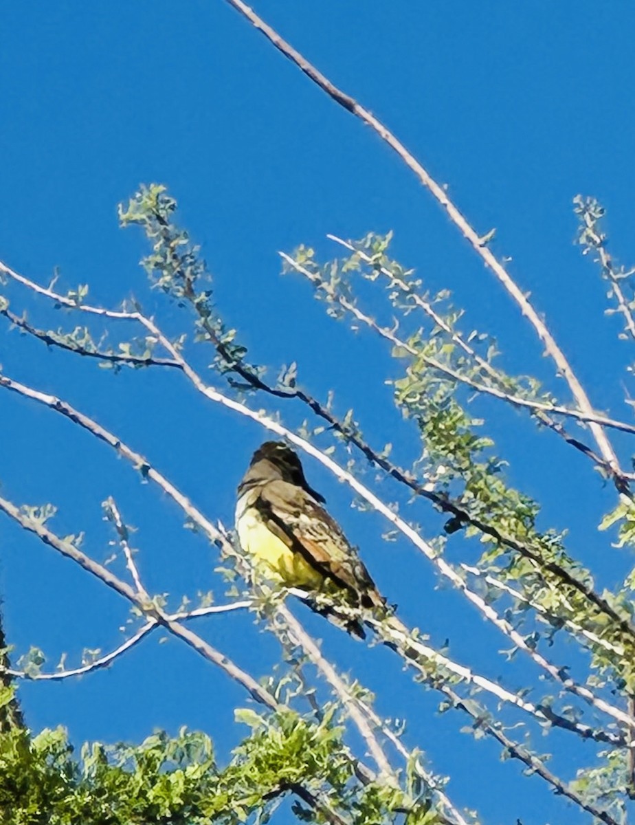 Brown-crested Flycatcher - ML618080743