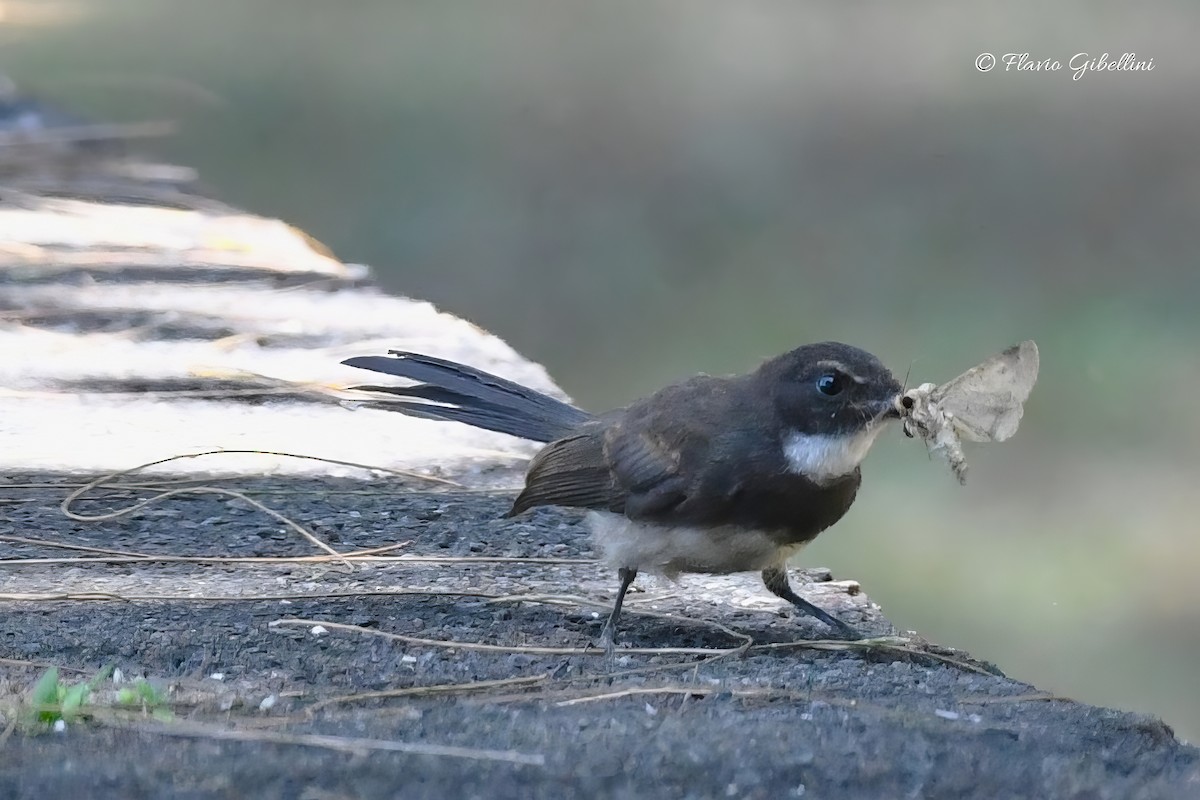 Malaysian Pied-Fantail - ML618080745