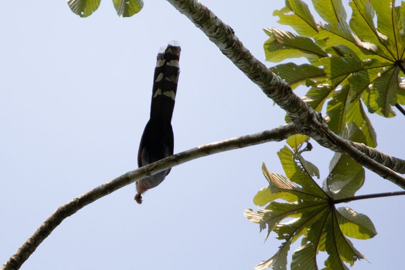 Squirrel Cuckoo - Joseph Mitchell