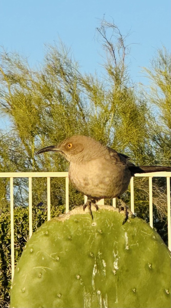Curve-billed Thrasher - ML618080754