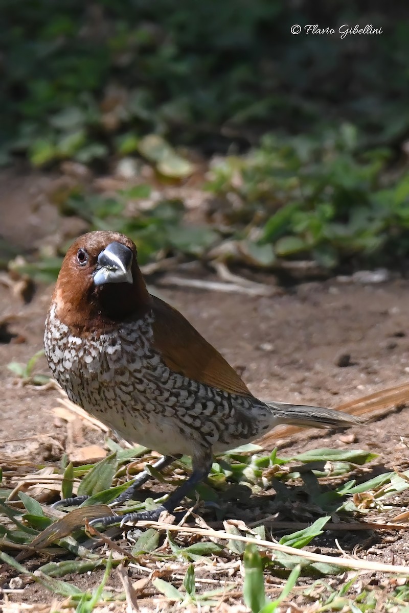 Scaly-breasted Munia - ML618080758