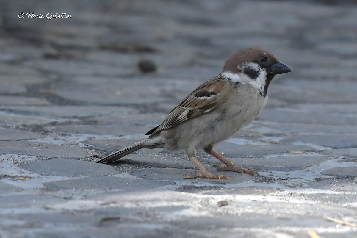 Eurasian Tree Sparrow - ML618080777