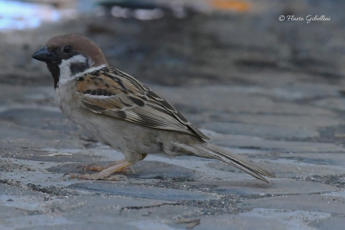 Eurasian Tree Sparrow - ML618080778