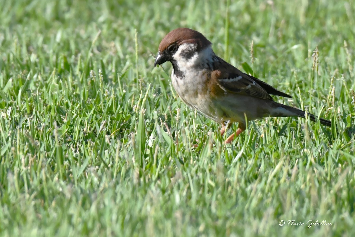 Eurasian Tree Sparrow - ML618080779