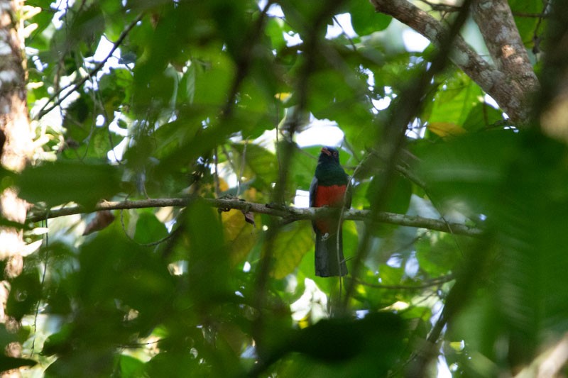 Slaty-tailed Trogon - Joseph Mitchell