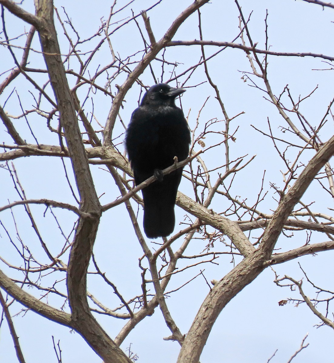 American Crow - Shilo McDonald