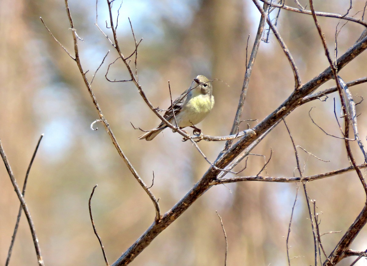 Pine Warbler - Shilo McDonald