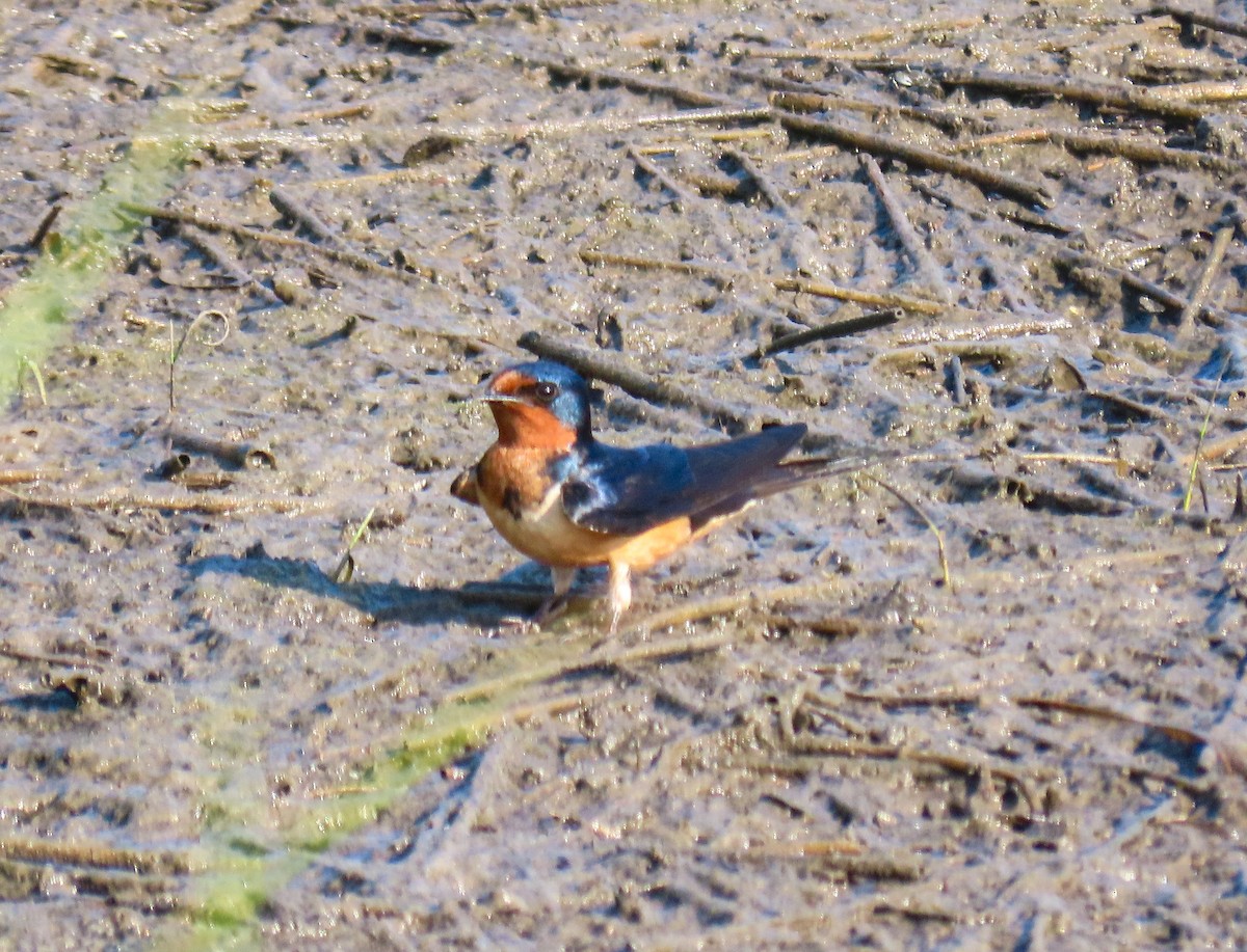 Barn Swallow - Sam Cooper