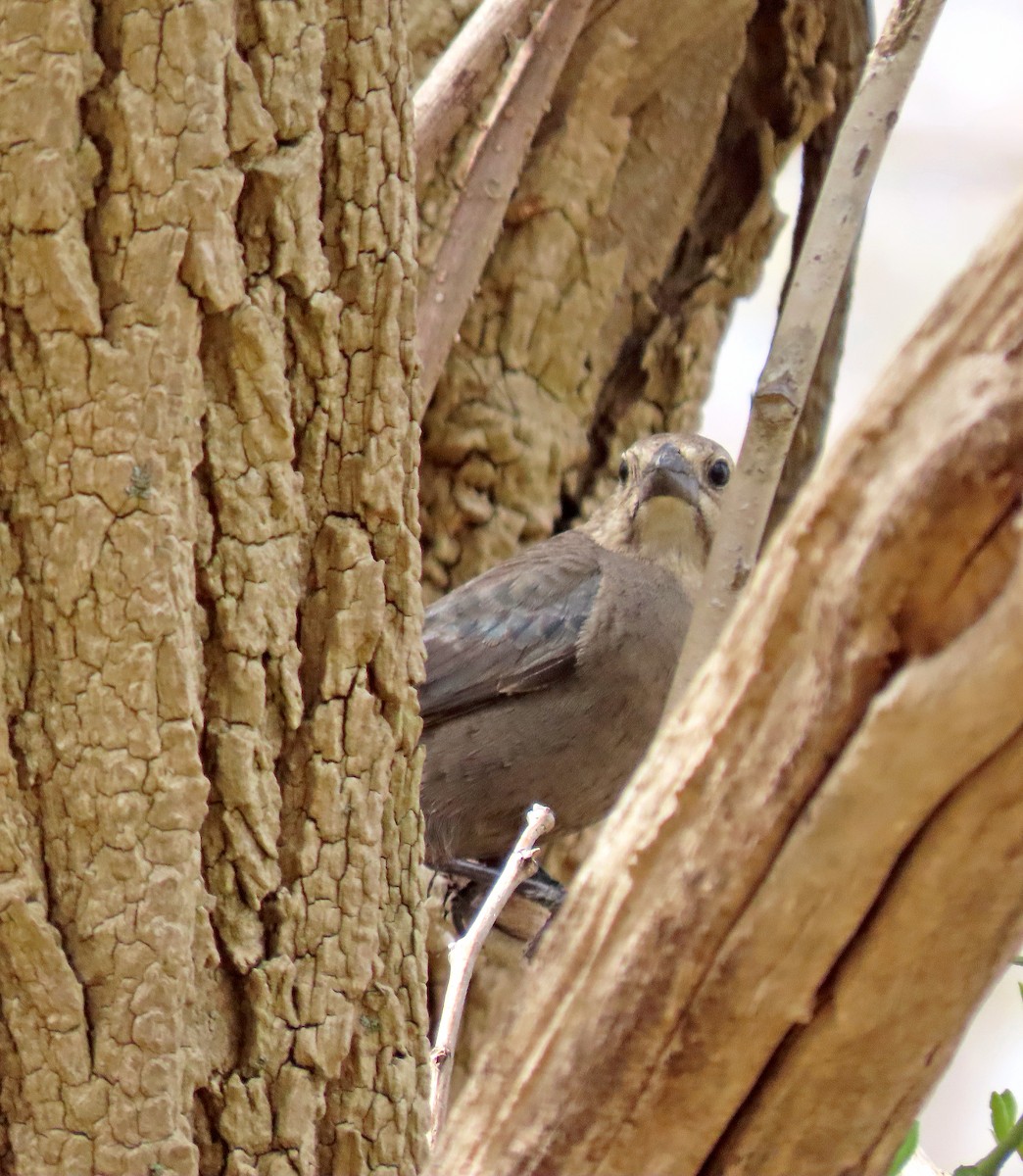 Brown-headed Cowbird - Shilo McDonald