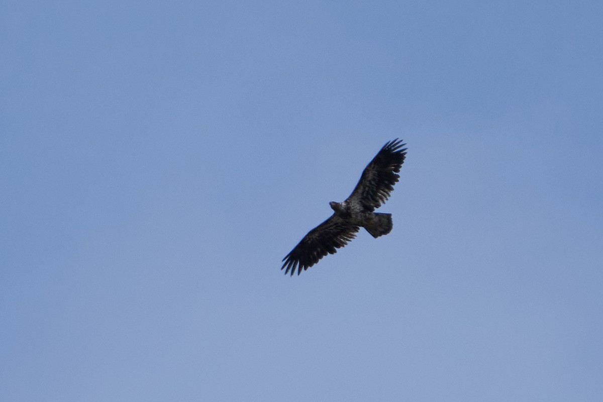 Weißkopf-Seeadler - ML618080876