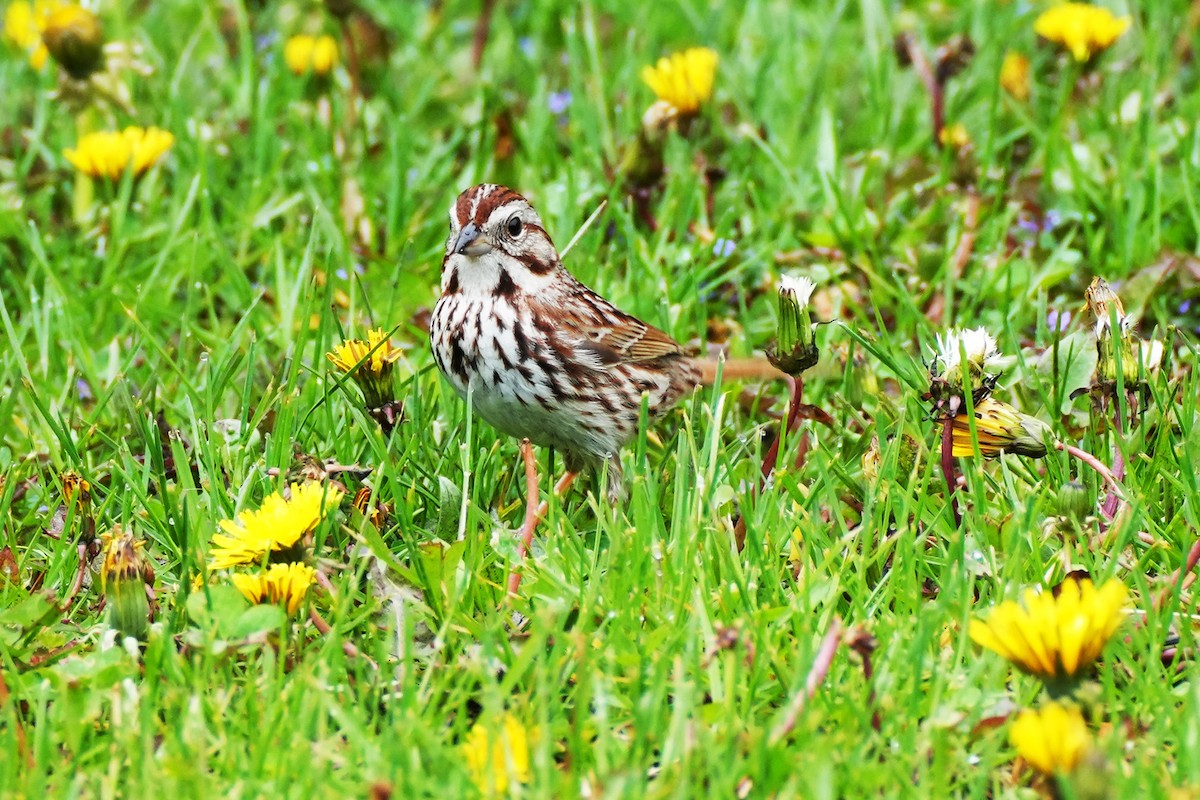 Song Sparrow - Maneesh Rajvanshi