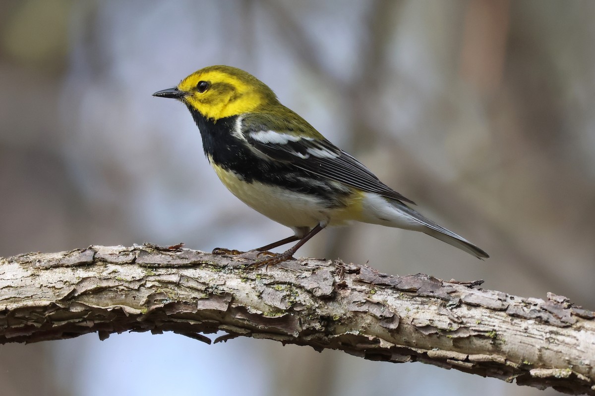 Black-throated Green Warbler - ML618080896