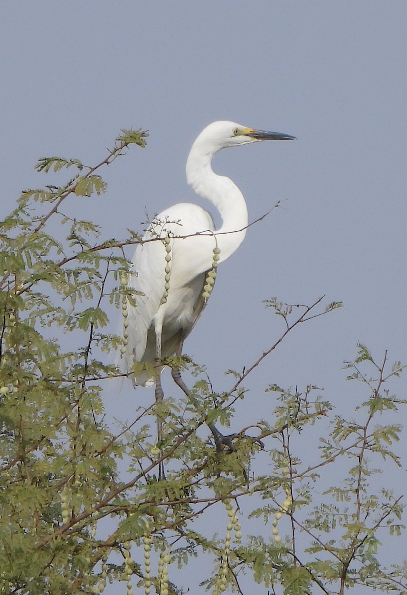 Great Egret - ML618080947