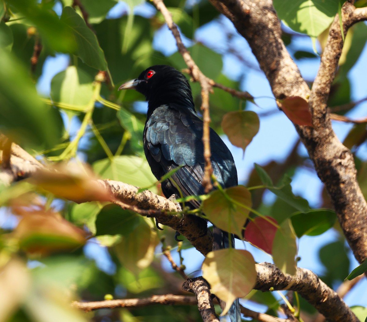 Asian Koel - ML618080951