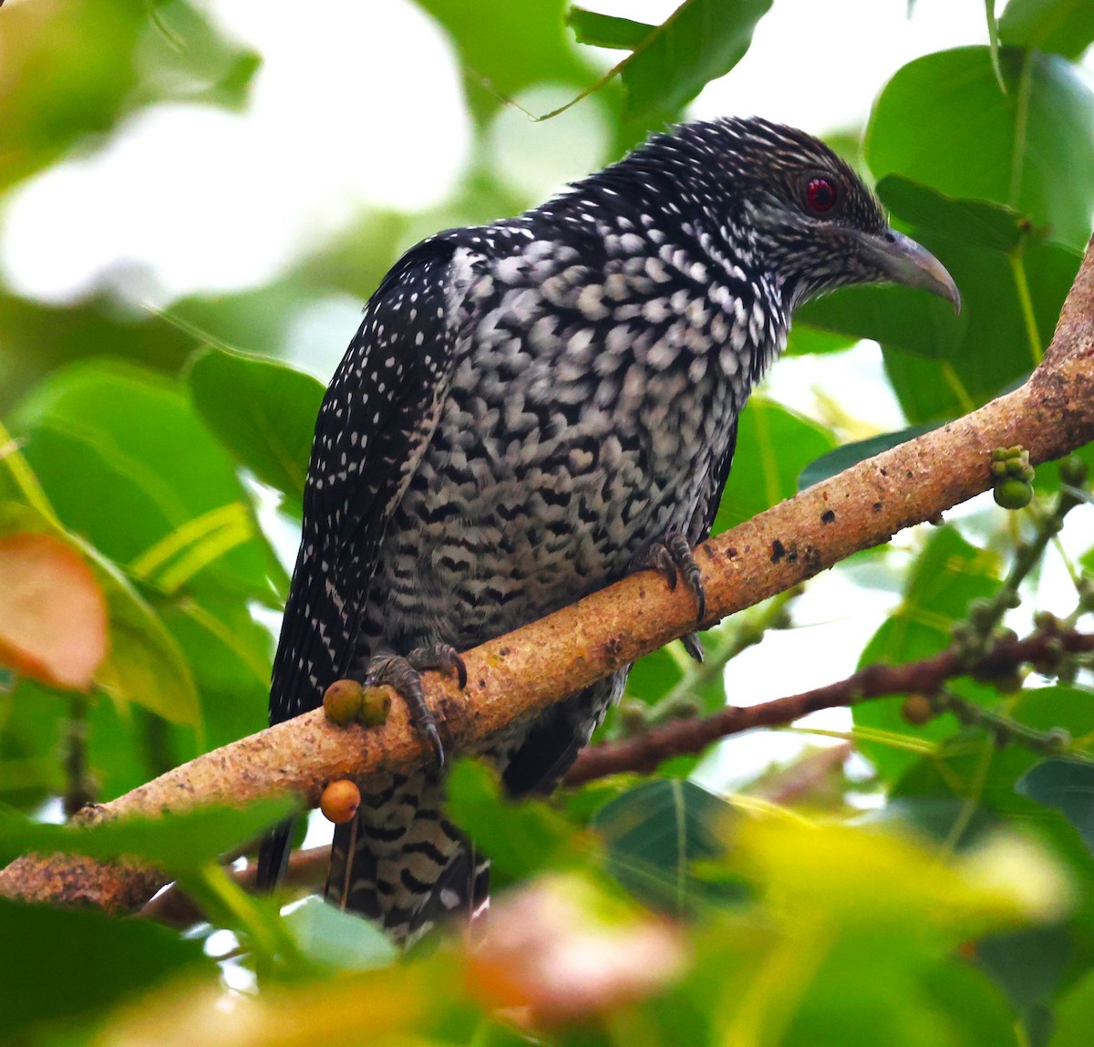 Asian Koel - ML618080954